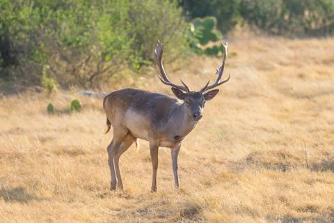 Fallow Buck Foto stock