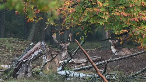 Fallow buck rivals in the forest, mating time Stock Footage 125861102
