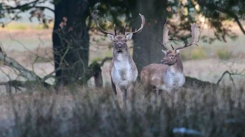 Fallow buck rivals standing in the forest and look, mating time Stock Footage 99172864