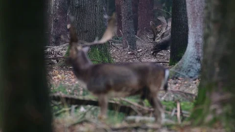 Fallow buck rivals standing in the forest and look, mating time Stock Footage 99233099