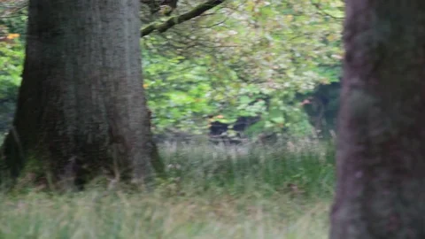 Fallow buck run over the forest meadow Stock Footage 91611474