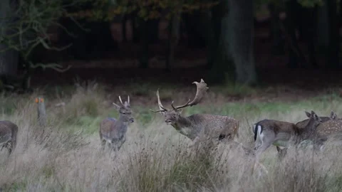 A fallow buck runs across a forest meadow during the rutting season Stock-Footage 334132311