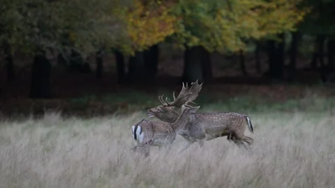 A fallow buck runs through the woods and meadows and calls Stock Footage 334132321