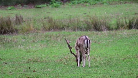 Fallow buck scratch with leg and antlers on the meadow, mating time Stock Footage 125860658