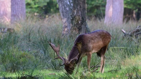 Fallow buck search feed in the forest, mating time Stock Footage 99174047
