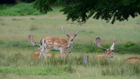 Fallow buck stand on the forest meadow, summer Stock Footage 83950409