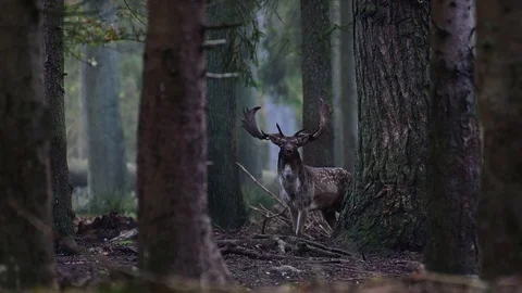 Fallow buck standing in the dark forest, mating time Stock Footage 126214178