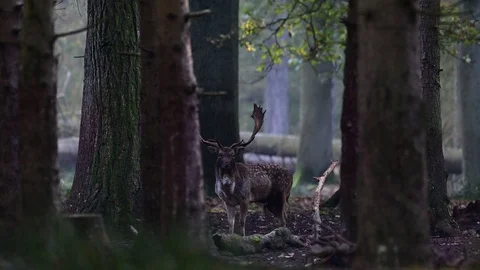 Fallow buck standing in the dark forest, mating time Stock Footage 126214200