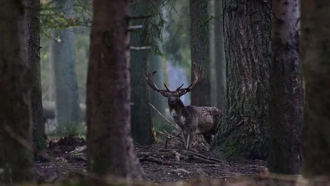 Fallow buck standing in the dark forest and look, mating time Video stock 126214257