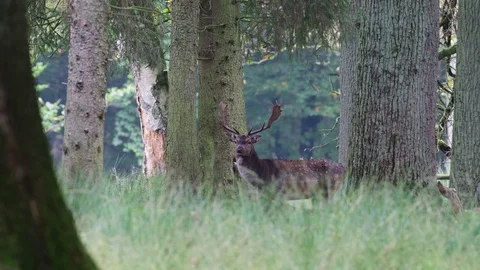 Fallow buck standing in the forest and look Stock Footage 91611176