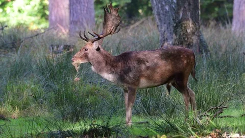 Fallow buck standing in the forest and eating, mating time Stock Footage 99173914