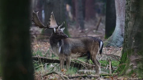 Fallow buck standing in the forest and search feed, mating time Stock Footage 99175067