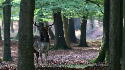 Fallow buck standing in the forest and look, mating time Stock Footage 99175261