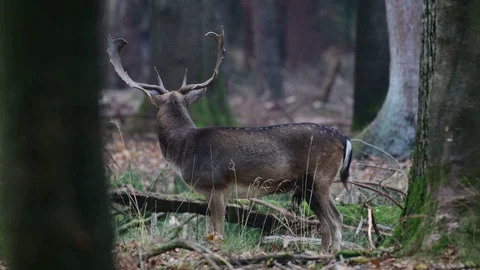 Fallow buck standing in the forest and look to the rival, mating time Stock Footage 99227397