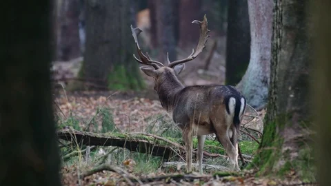 Fallow buck standing in the forest and look, mating time Stock Footage 99230442
