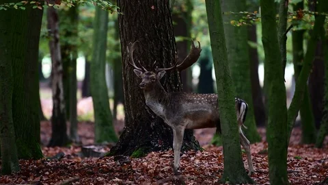 Fallow buck standing in the forest and look, mating time Stock Footage 124077328