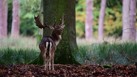 Fallow buck standing in the forest and look, mating time Stock Footage 124630300