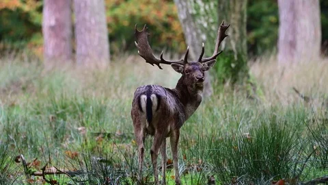 Fallow buck standing in the forest and look, mating time Stock Footage 124630358