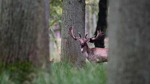 Fallow buck standing in the forest and look, mating time Stock Footage 125799440