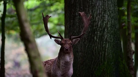 Fallow buck standing in the forest and look, mating time Stock Footage 125799447