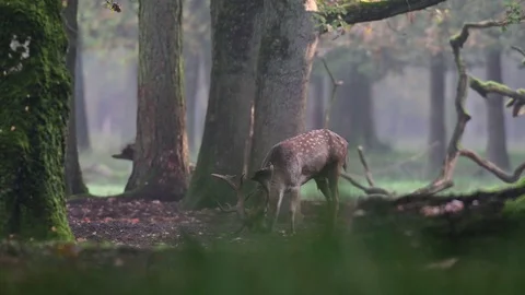 Fallow buck standing in the forest and look, mating time Stock Footage 125860301