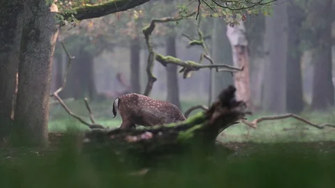 Fallow buck standing in the forest and look, mating time Stock Footage 125860327