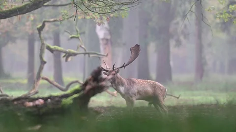 Fallow buck standing in the forest and look, mating time Stock Footage 125860647