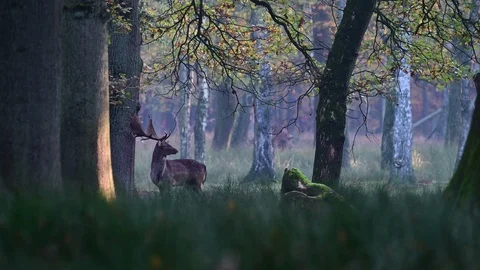 Fallow buck standing in the forest and look to the rival, mating time Stock Footage 126026077