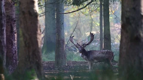 Fallow buck standing in the forest and look, mating time Video stock 126214461