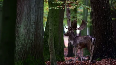 Fallow buck standing in the forest, mating time Video stock 124077358