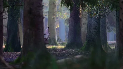 Fallow buck standing in the forest, mating time Video stock 126212995
