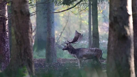 Fallow buck standing in the forest, mating time Video stock 126214445