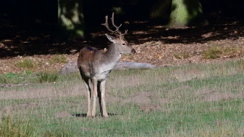 Fallow buck standing on the forest meadow, mating time Video stock 99173556