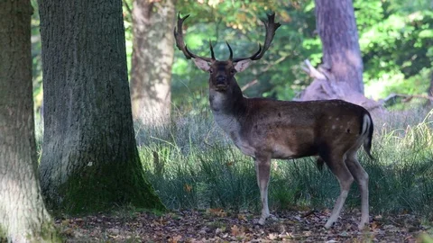 Fallow buck standing in the shadow, forest, mating time Video stock 99174173
