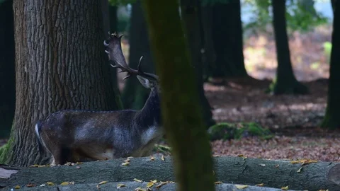 Fallow buck standing in the shadow  forest, mating time Stock Footage 99227907