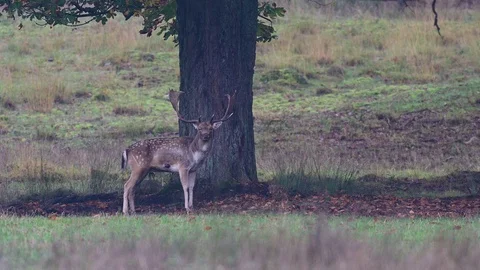 Fallow buck standing under the tree and look, mating time Stock Footage 125860774