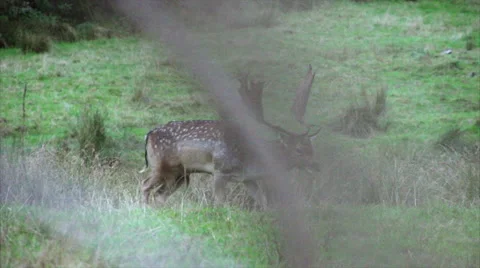 Fallow buck Walking along, oblivious to danger nearby. Stock Footage 50056239