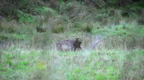 Fallow buck Walking along, oblivious to danger nearby. Stock Footage 50056452
