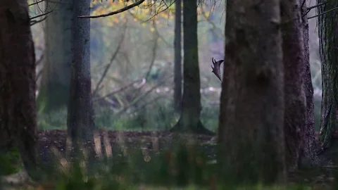 Fallow buck walking in the forest, mating time Stock Footage 126214331