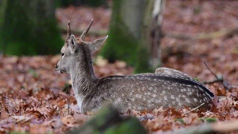 Fallow buck youngster  sleeping in the forest, autumn Video stock 126983222