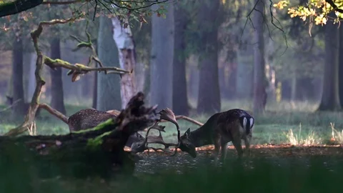 Fallow bucks fight in the forest, mating time Video stock 126212933