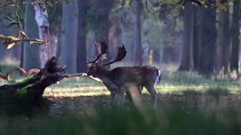 Fallow bucks fight in the forest, mating time Video stock 126213090