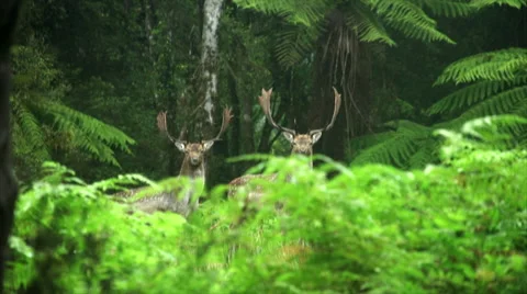 Fallow bucks in lush rain forest in New Zealand Stock Footage 50042071