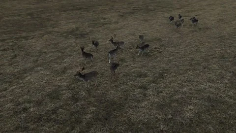 Fallow deeer Stock Footage 301901478