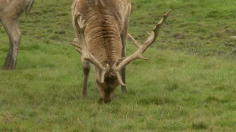 Fallow deer 1 Stock Footage 12516006