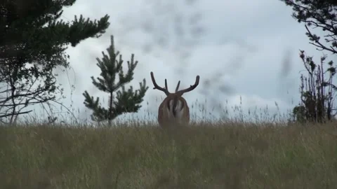 Fallow deer 1 Stock Footage 163235349