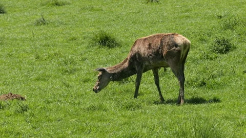 Fallow deer 1 Stock Footage 197111612