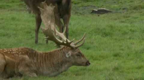 Fallow deer 2 Video stock 12515846