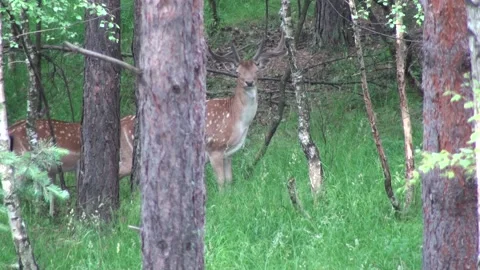 Fallow deer 2 Stock Footage 163235351