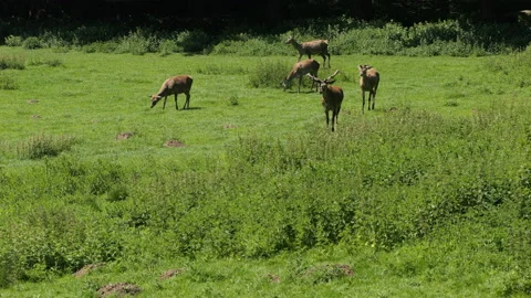 Fallow Deer 2 Stock Footage 197111448